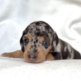Dachshund Puppies from Weenie Bros