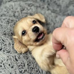 Sterling - Cream male Dachshund puppy in Wharton County, Texas from Country Bumpkins