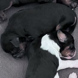 Cavapoo puppies from By Design Doodles