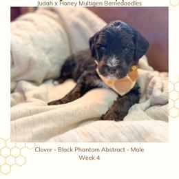 Clover - Tri-color male Bernedoodle puppy in Marietta, Georgia from Reece + Co Doodles & Poodles