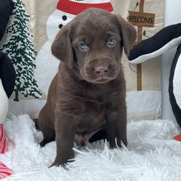 Royal Blue - Chocolate male Labrador Retriever puppy in Heath Springs, South Carolina from Rich Hill Retrievers