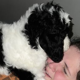 Muffin - Parti Goldendoodle puppy in Franklin, North Carolina from Carolina Doodles