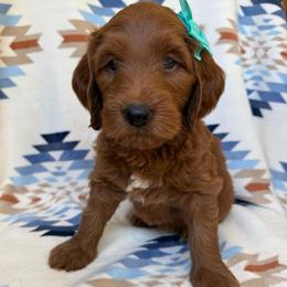 Moana ( Teal collar girl) - Red  female Goldendoodle puppy in Phelan, California from High Desert Doodles - the original