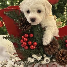 Bichon Frise Puppies from Charming Bichons