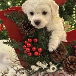 Bichon Frise Puppies from Charming Bichons