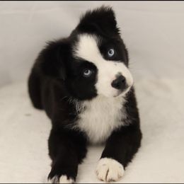Miniature American Shepherd, Miniature Australian Shepherd, and Toy Australian Shepherd Puppies from Iron Spirit Homestead & Aussies