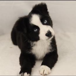 Miniature American Shepherd, Miniature Australian Shepherd, and Toy Australian Shepherd Puppies from Iron Spirit Homestead & Aussies