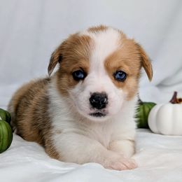 Hank aka Lucario - Sable merle and white male American Corgi puppy in Clarksville, Tennessee from Cold Creek Family Farm LLC