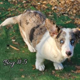 Boy 5 - Blue merle and white male Cardigan Welsh Corgi puppy in Natchitoches. La, Louisiana from Bleu Bayou Corgis