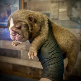 Male 1 - Chocolate tri-color male Bulldog puppy in Wellsville, New York from Little Bit of Heaven Kennel