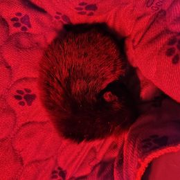 Nexo - Black parti male Pomeranian puppy in Andrews, South Carolina from Purple Diamonds Kennel