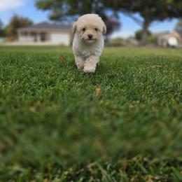 Poodle Puppies from Caboodles Of Poodles
