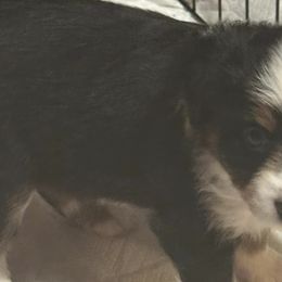 Miniature Australian Shepherds from Elk River’s  Mini Australia Shepard