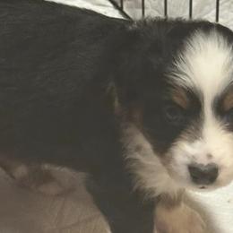 Miniature Australian Shepherds from Elk River’s  Mini Australia Shepard