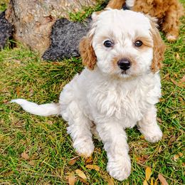 Meringue - Parti female Goldendoodle puppy in Bountiful, Utah from Red Brick Doodles