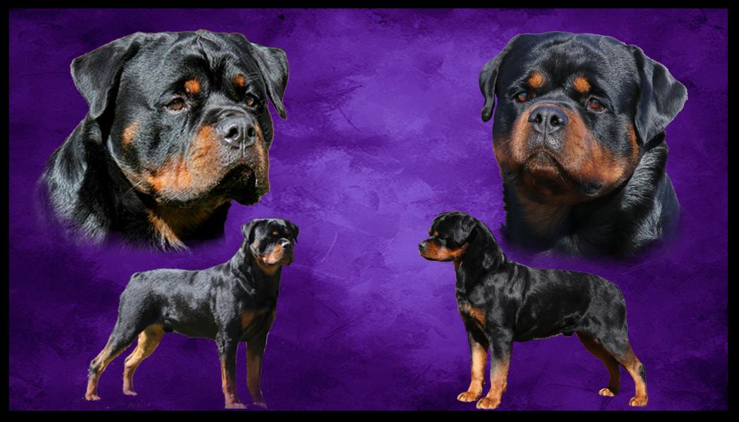 Stefanhaus Rottweilers in California | Rottweiler puppies | Good Dog