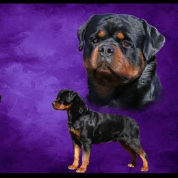 Rottweilers from Stefanhaus Rottweilers