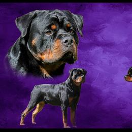 Rottweilers from Stefanhaus Rottweilers