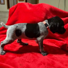 Lt Pink - Black roan female German Shorthaired Pointer puppy in Jackson, Georgia from Rosengrace Gsps (formerly Tiner GSP’s)