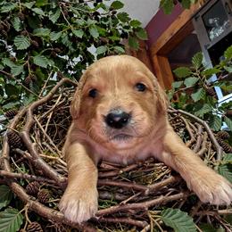 Alder - Dark golden male Golden Retriever puppy in Wendell, Minnesota from Floden Farm Golden Retrievers