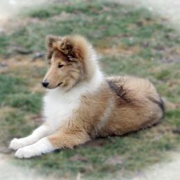 Brady - Sable and white male Collie puppy in Conneaut Lake, Pennsylvania from Val Hi Collies