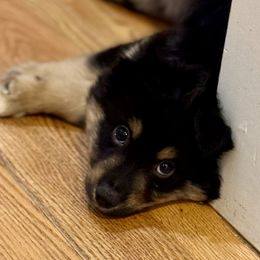 Smokey - Black tri male Miniature Australian Shepherd puppy in Harpers Ferry, West Virginia from Carter's Cuties
