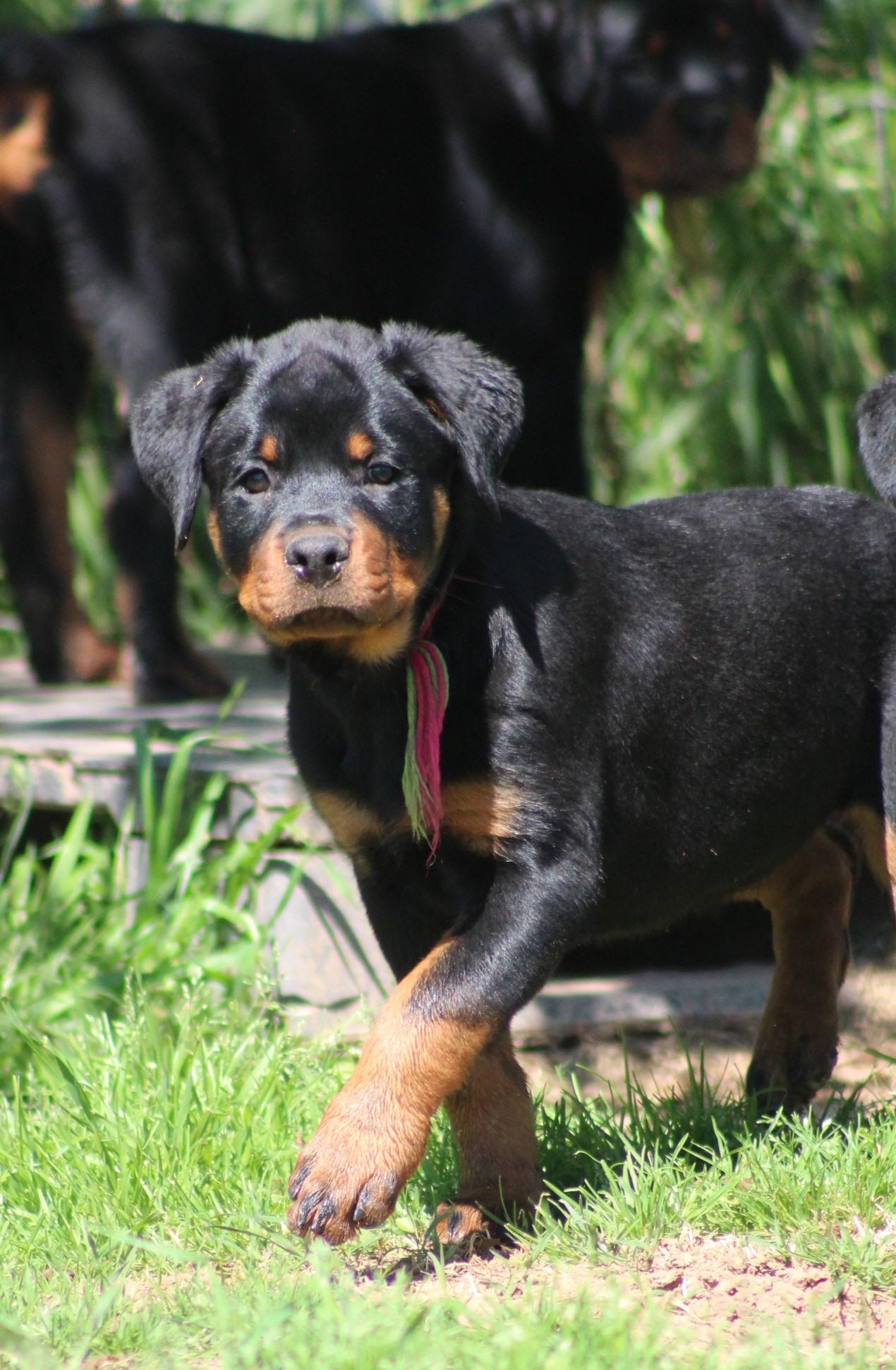 Cross O Ranch Rottweilers in Oklahoma | Rottweiler puppies | Good Dog