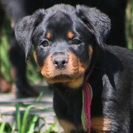 Rottweilers from Cross O Ranch Rottweilers