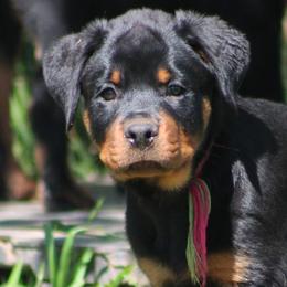Rottweilers from Cross O Ranch Rottweilers