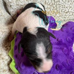 Roman - White and black male American Hairless Terrier puppy in Smith Center, Kansas from Wilsong Kennel