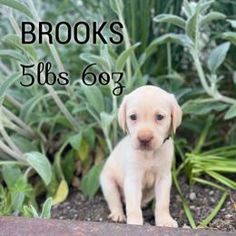 Brooks - Champagne male Dilute Retriever puppy in Puyallup, Washington from 12 Door Farm Labradors