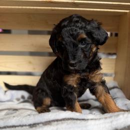 Miss Yellow - Sable female Bernedoodle puppy in Toledo, Ohio from Avery Doodle Day LLC