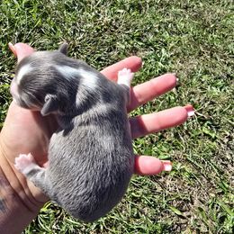 Chihuahua puppies from Baxters Chihuahuas