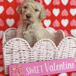 Almond Joy - Apricot female Goldendoodle puppy in Waterford, California from Alvdoodles