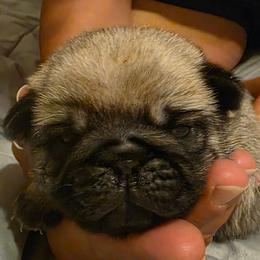 Grey Collar Boy - Fawn male Pug puppy in New Braunfels, Texas from Kex Pug Haus