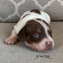 Boy 1 - Chocolate and tan male Dachshund puppy in Joshua Tree, California from Desert Dreams Ranch