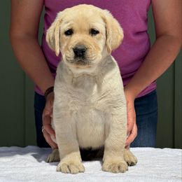Blue collar - Yellow male Labrador Retriever puppy in Ellensburg, Washington from Lost Spring Retrievers