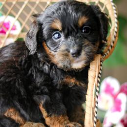 Fable - female Australian Mountain Doodle puppy in Crete, Nebraska from Doodles & Co