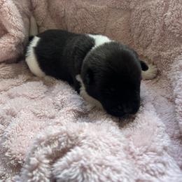 Green - Black male Akita puppy in Las Vegas, Nevada from Ishikawa Akita's
