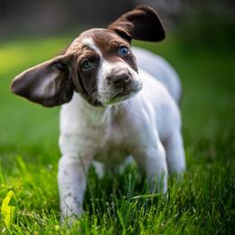 German Shorthaired Pointer Puppies from Jessica Hennick