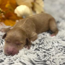 Girl 1 - Red  female Goldendoodle puppy in Ambrose, Georgia from Brandilyn's Aussies