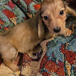 Dachshund Puppies from Samantha Spanton