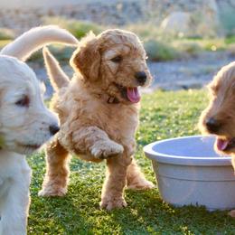 Goldendoodle Puppies from Deer Valley Doodles