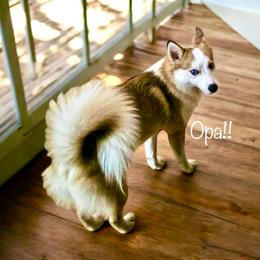 Opa - Pomsky