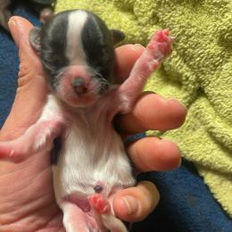 Jasper - Brindle and white male Shih Tzu puppy in Hematite, Missouri from Free Range Shih Tzus