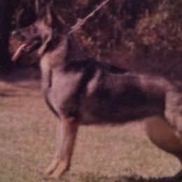 German Shepherds from Victor Dawson's German Shepherds