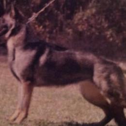 German Shepherds from Victor Dawson's German Shepherds