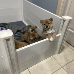 Shiba Inu Puppies from Hana Shibas