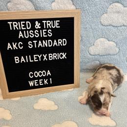 Red Merle male - Cocoa - Red merle male Australian Shepherd puppy in Cotati, California from Tried and True Aussies