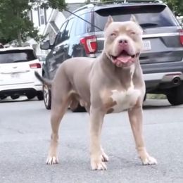 Caesar - American Bully